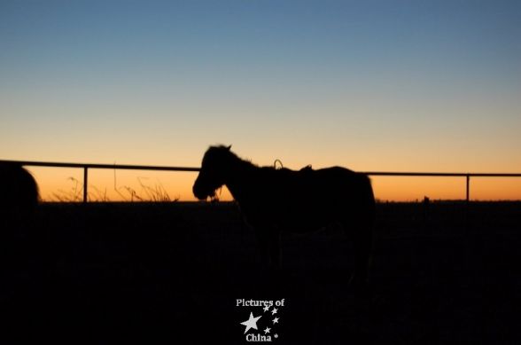 1184839671_cheval-en-mongolie-horse-in-mongolia.jpg